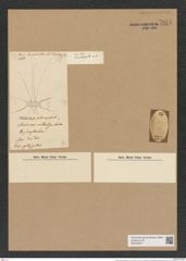 Chaetoceros lorenzianus Grun. (de-Toni-Nr.: Genus 149, Species 4127) Zeichnungen Sammlung Grunow Nr. 7674 (NHMW-BOT-W0376870)